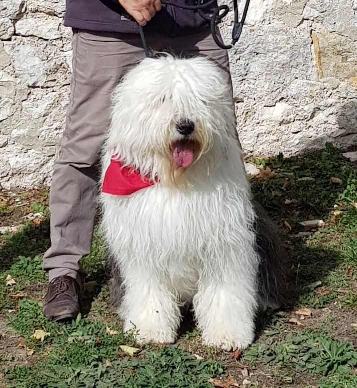 Les Bobtail de l'affixe Du Royaume De Plume