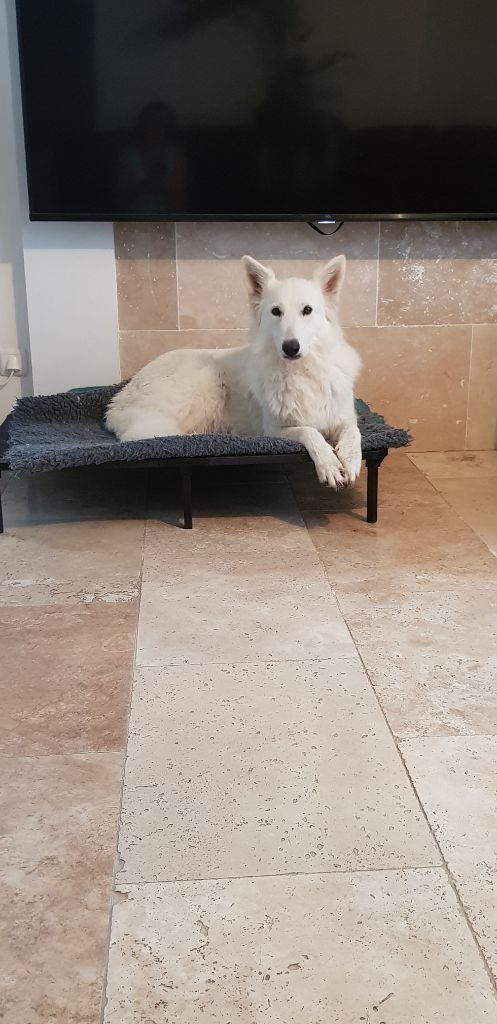 Les Berger Blanc Suisse de l'affixe Du Royaume De Plume