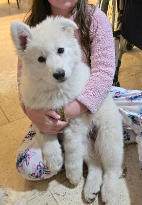 Du Royaume De Plume - Berger Blanc Suisse - Portée née le 01/11/2024