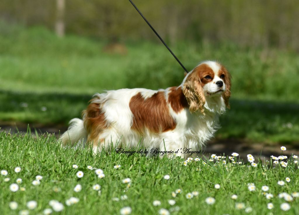 Tallulah De La Bergerie D'Argent