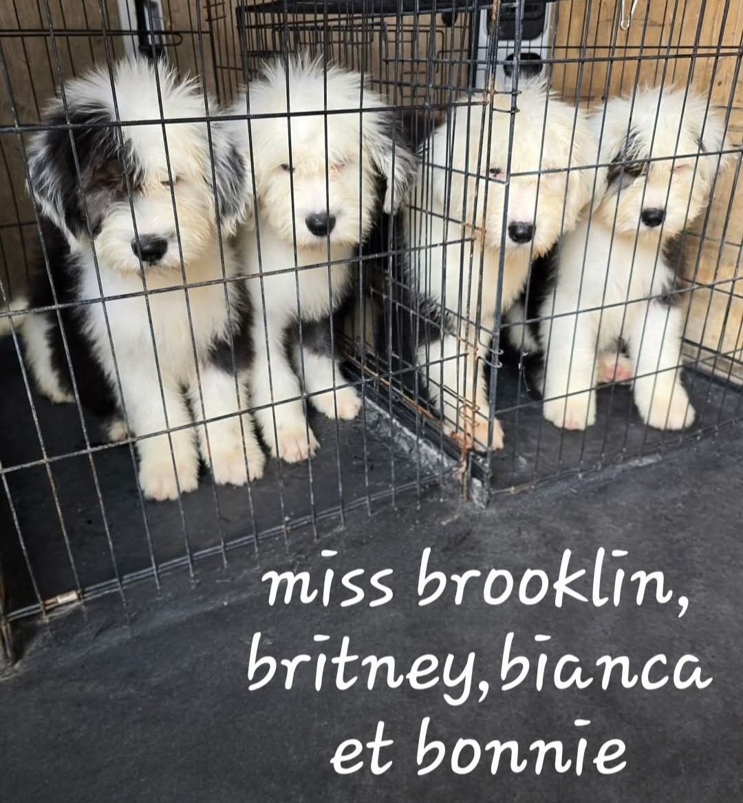 magnifiques petites bobinettes dispos , prêtes à partir, totalement vaccinées + RAGE + passeport.