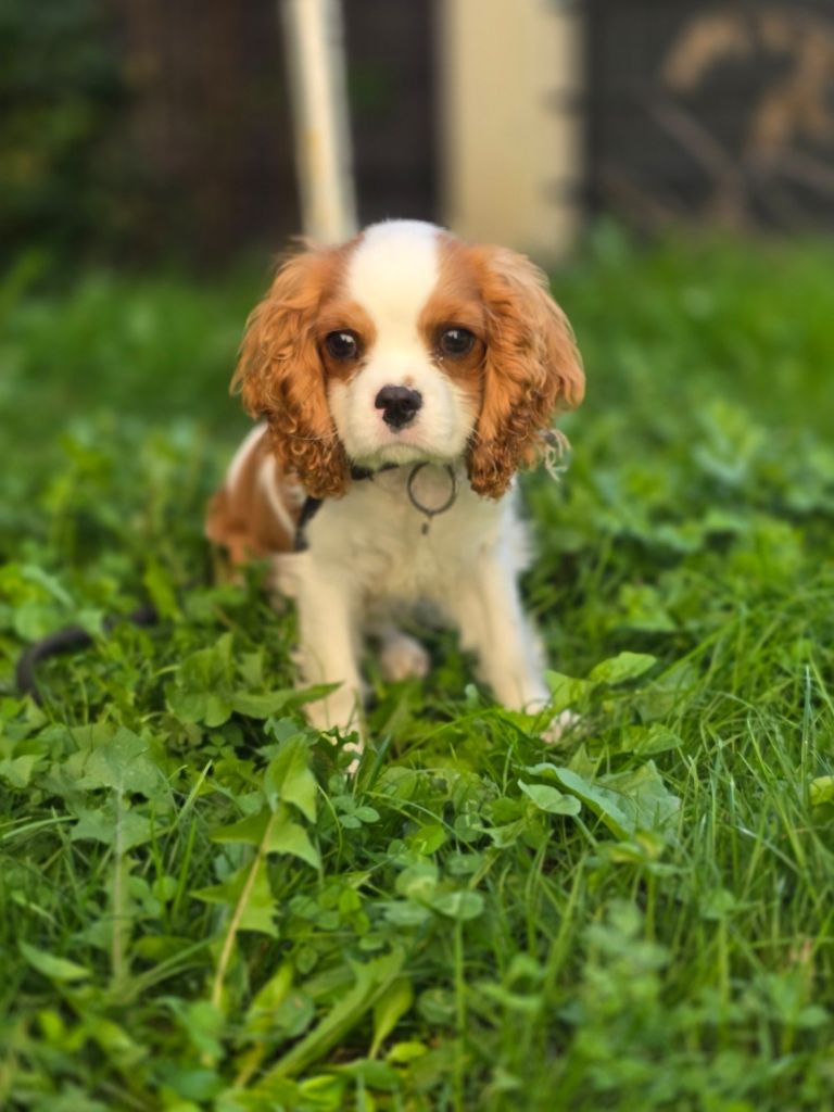 ARIBOT est disponible