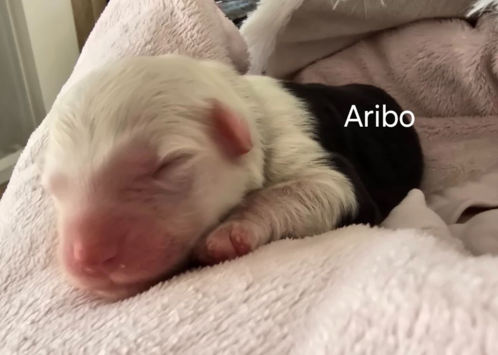 Du Royaume De Plume - Chiots disponibles - Bobtail