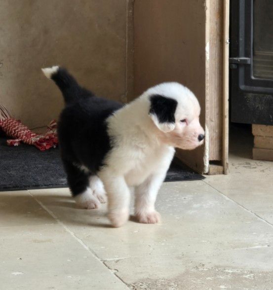 Du Royaume De Plume - Chiots disponibles - Bobtail