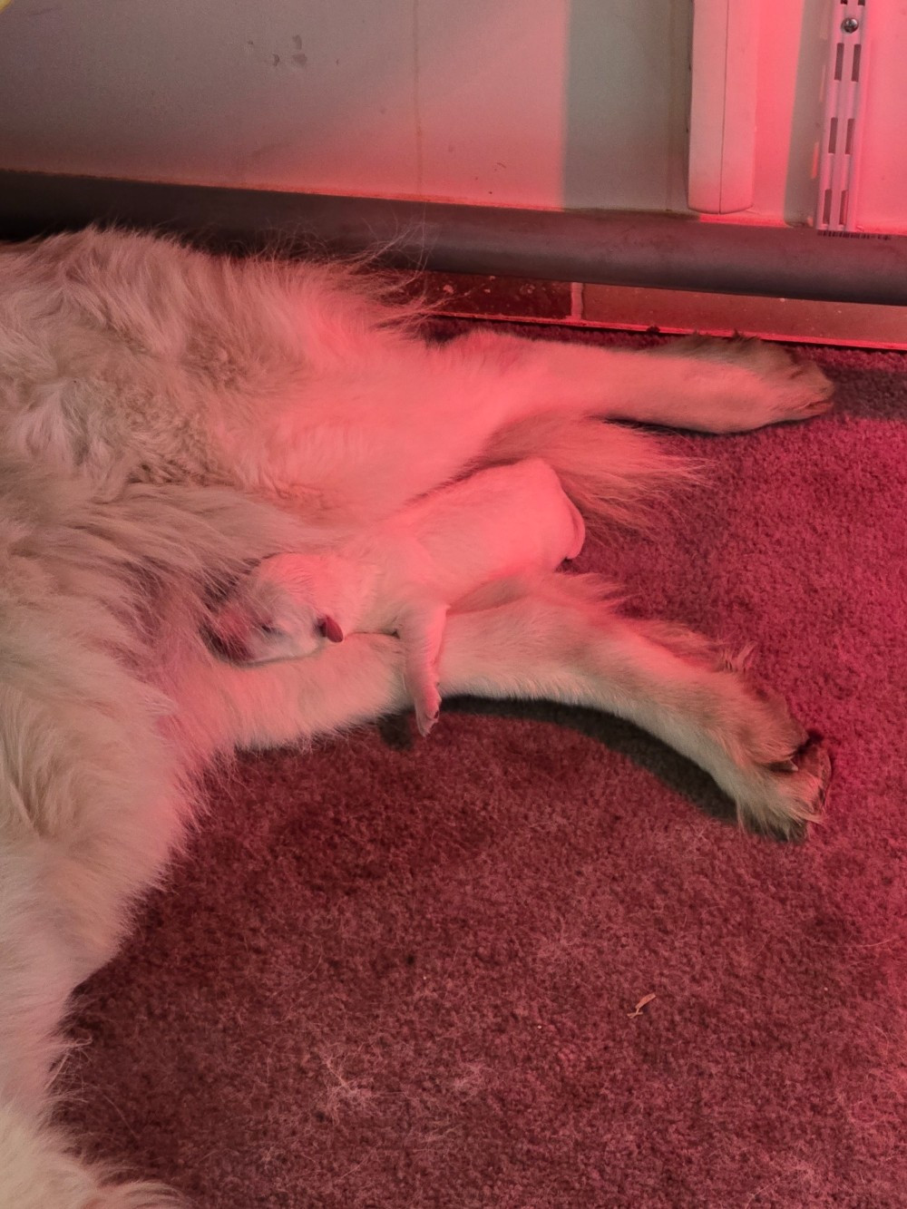 Du Royaume De Plume - Chiots disponibles - Berger Blanc Suisse