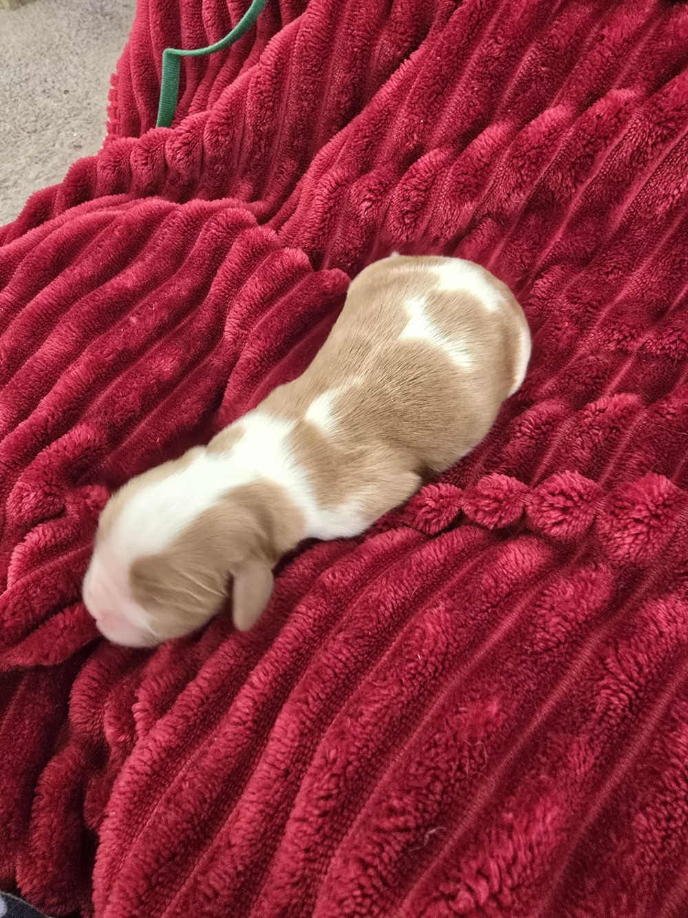 Du Royaume De Plume - Chiots disponibles - Cavalier King Charles Spaniel