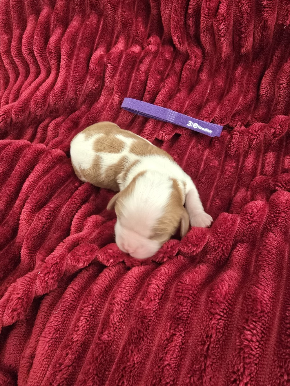 Du Royaume De Plume - Chiots disponibles - Cavalier King Charles Spaniel