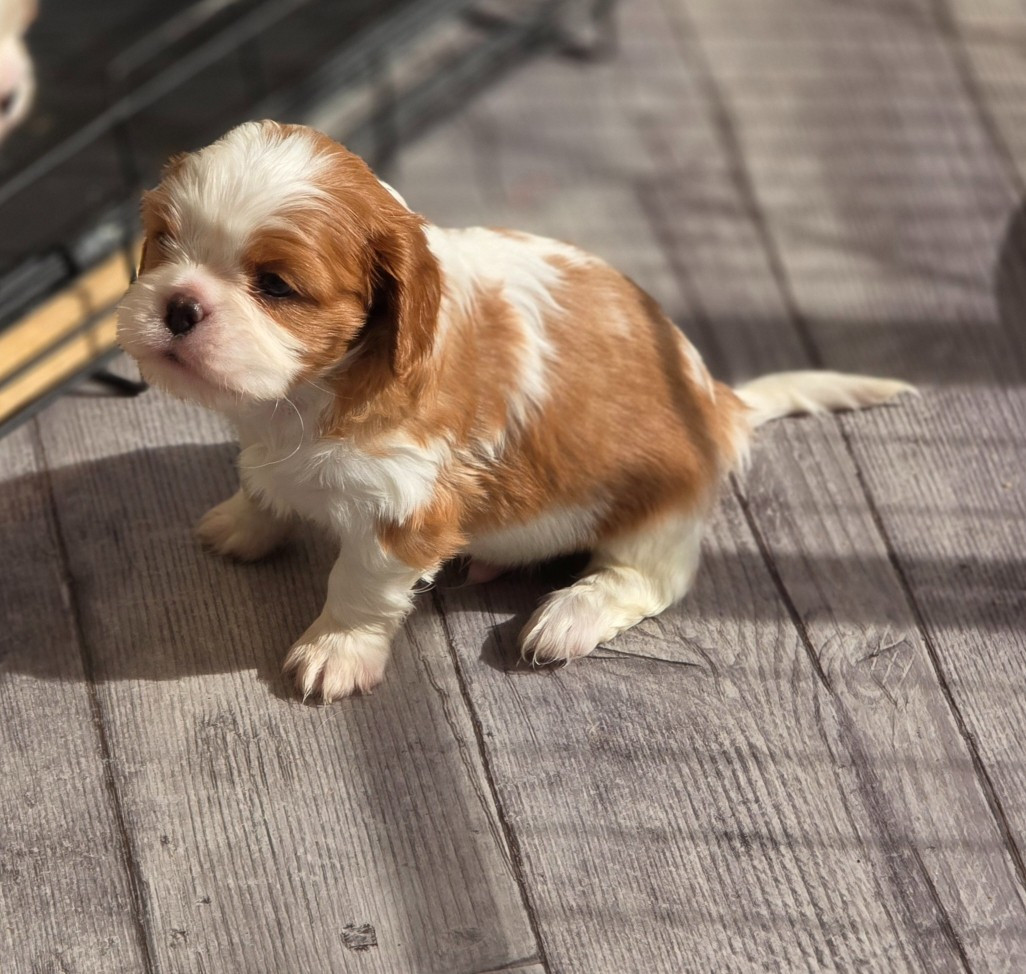 Du Royaume De Plume - Chiots disponibles - Cavalier King Charles Spaniel