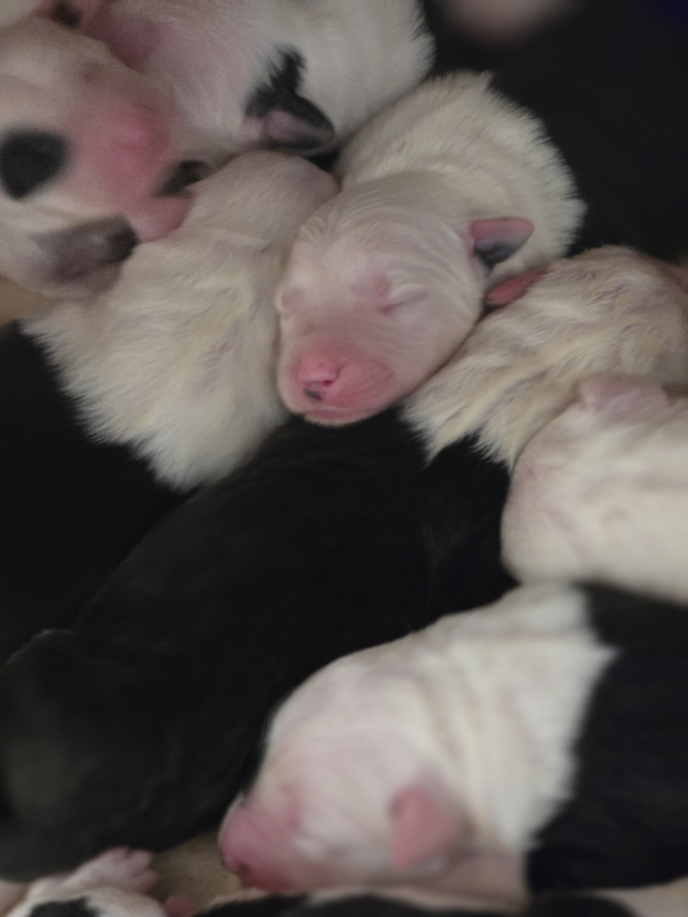 Chiot Bobtail Du Royaume De Plume