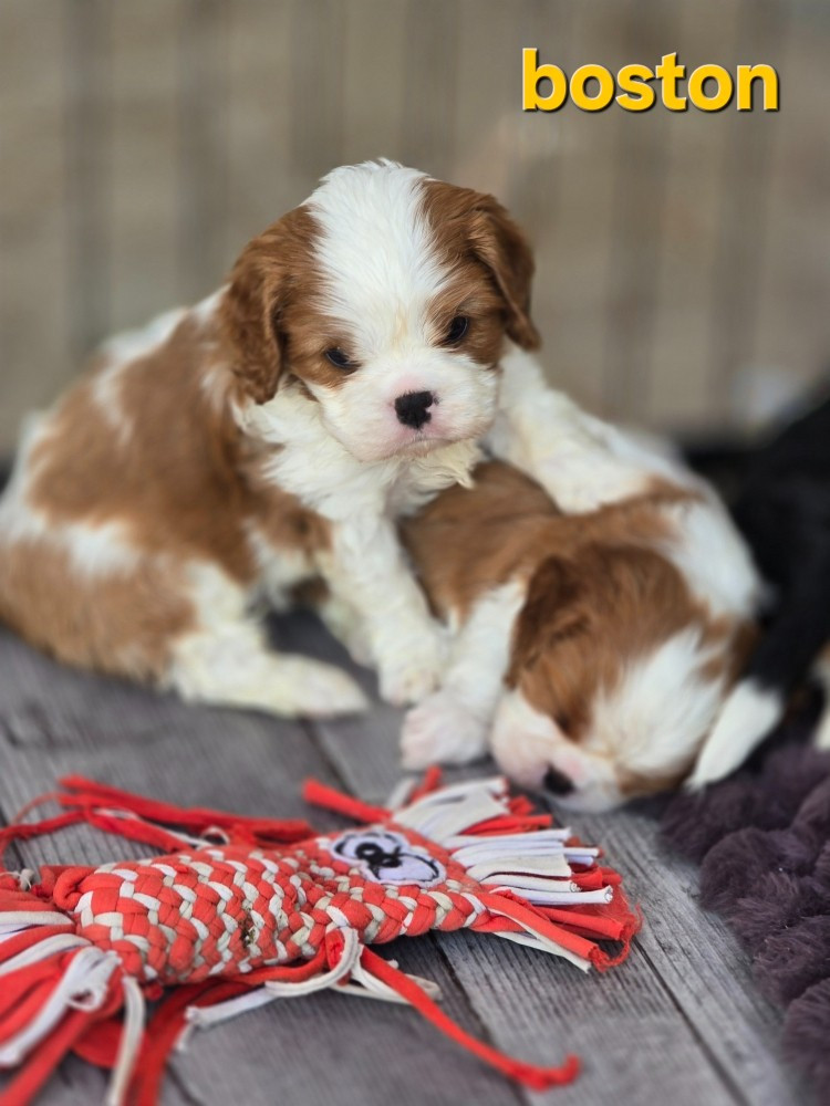 Du Royaume De Plume - Chiots disponibles - Cavalier King Charles Spaniel