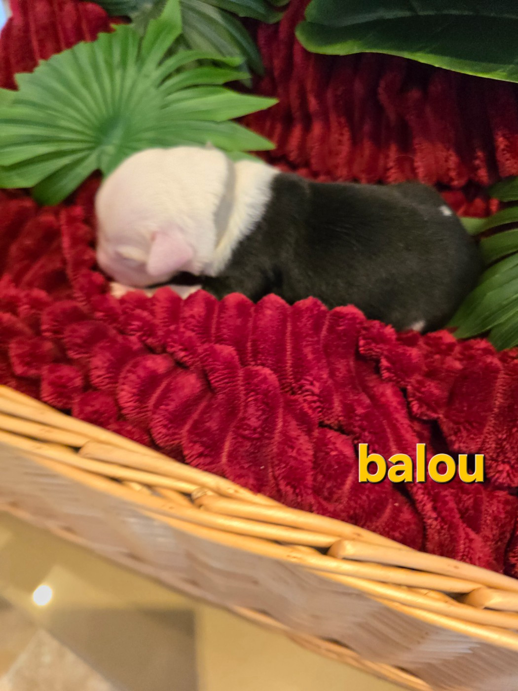 Du Royaume De Plume - Chiots disponibles - Bobtail