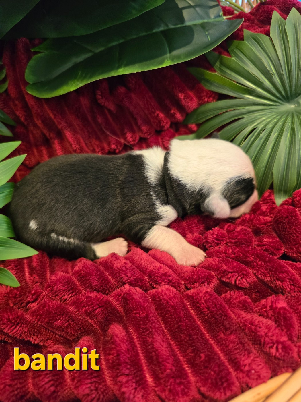 Du Royaume De Plume - Chiots disponibles - Bobtail