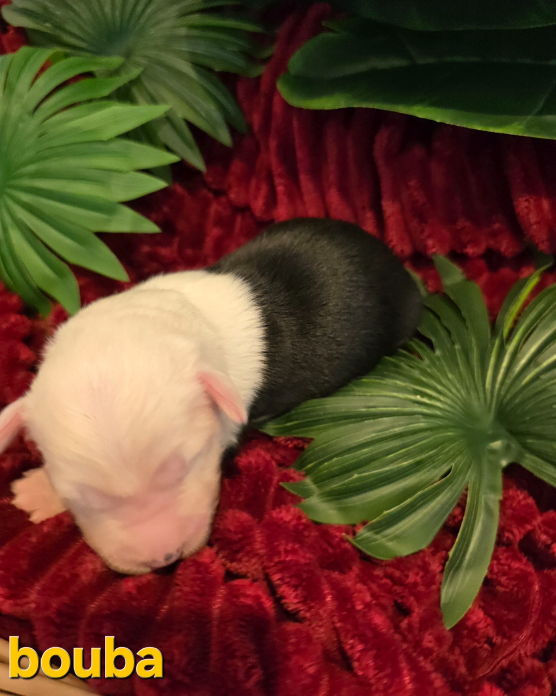 Du Royaume De Plume - Chiots disponibles - Bobtail
