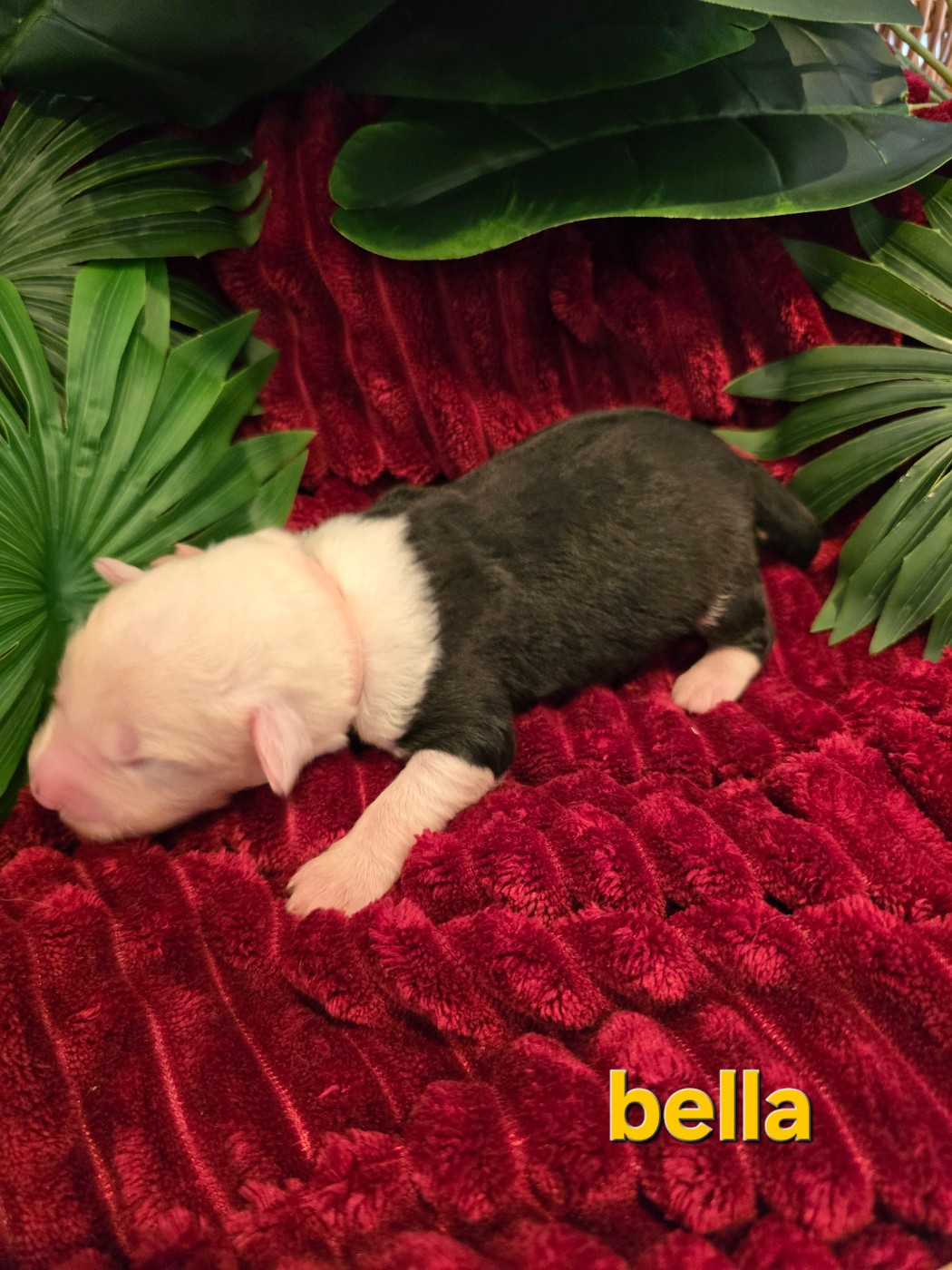 Du Royaume De Plume - Chiots disponibles - Bobtail