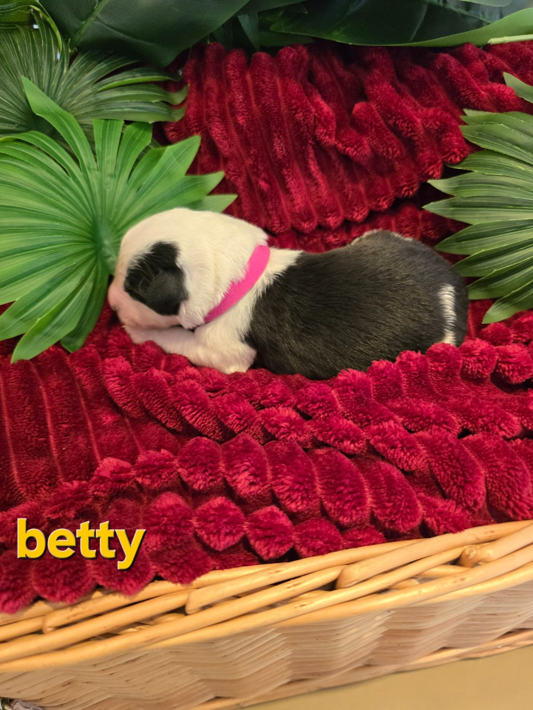 Du Royaume De Plume - Chiots disponibles - Bobtail