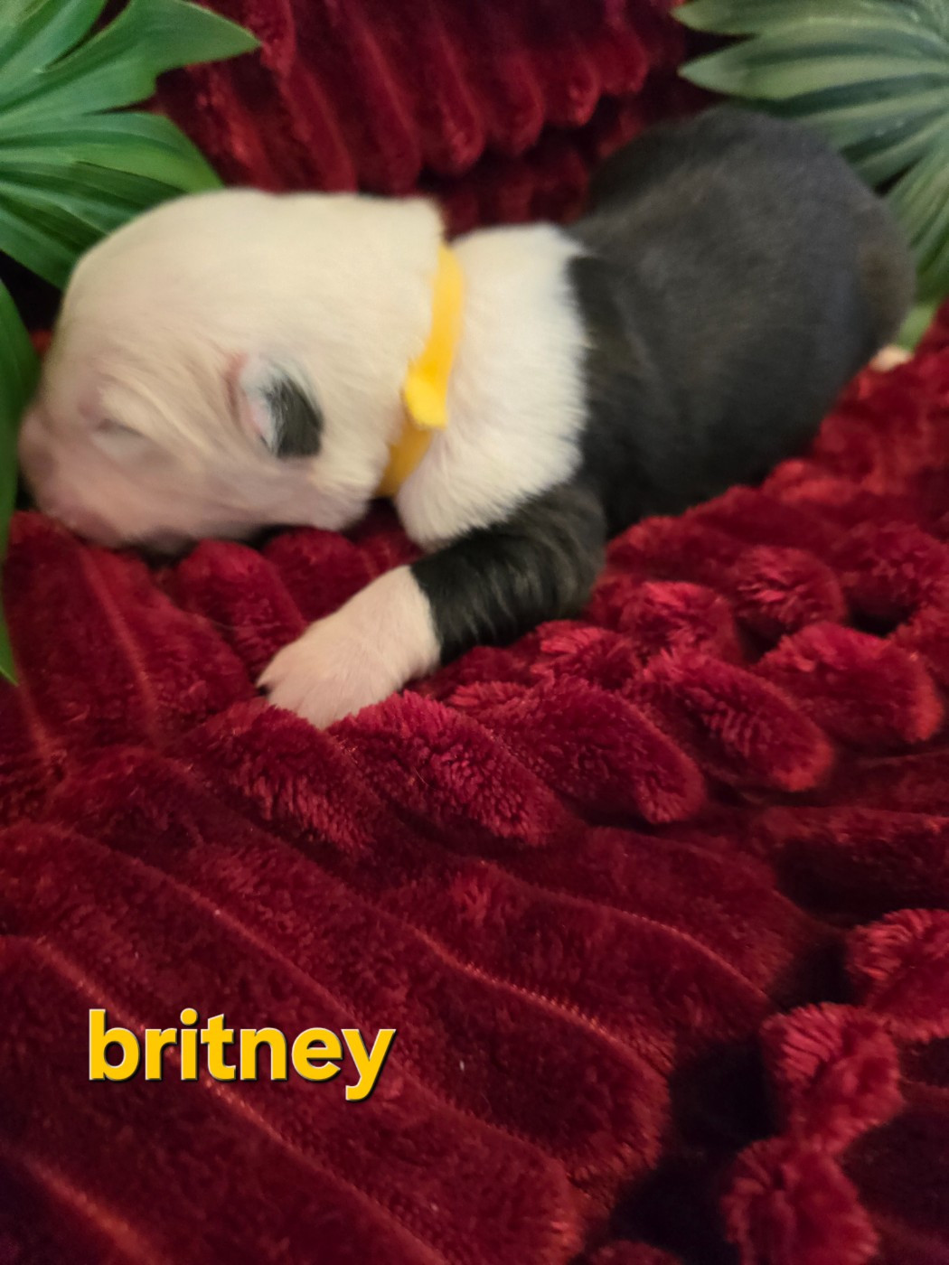 Du Royaume De Plume - Chiots disponibles - Bobtail