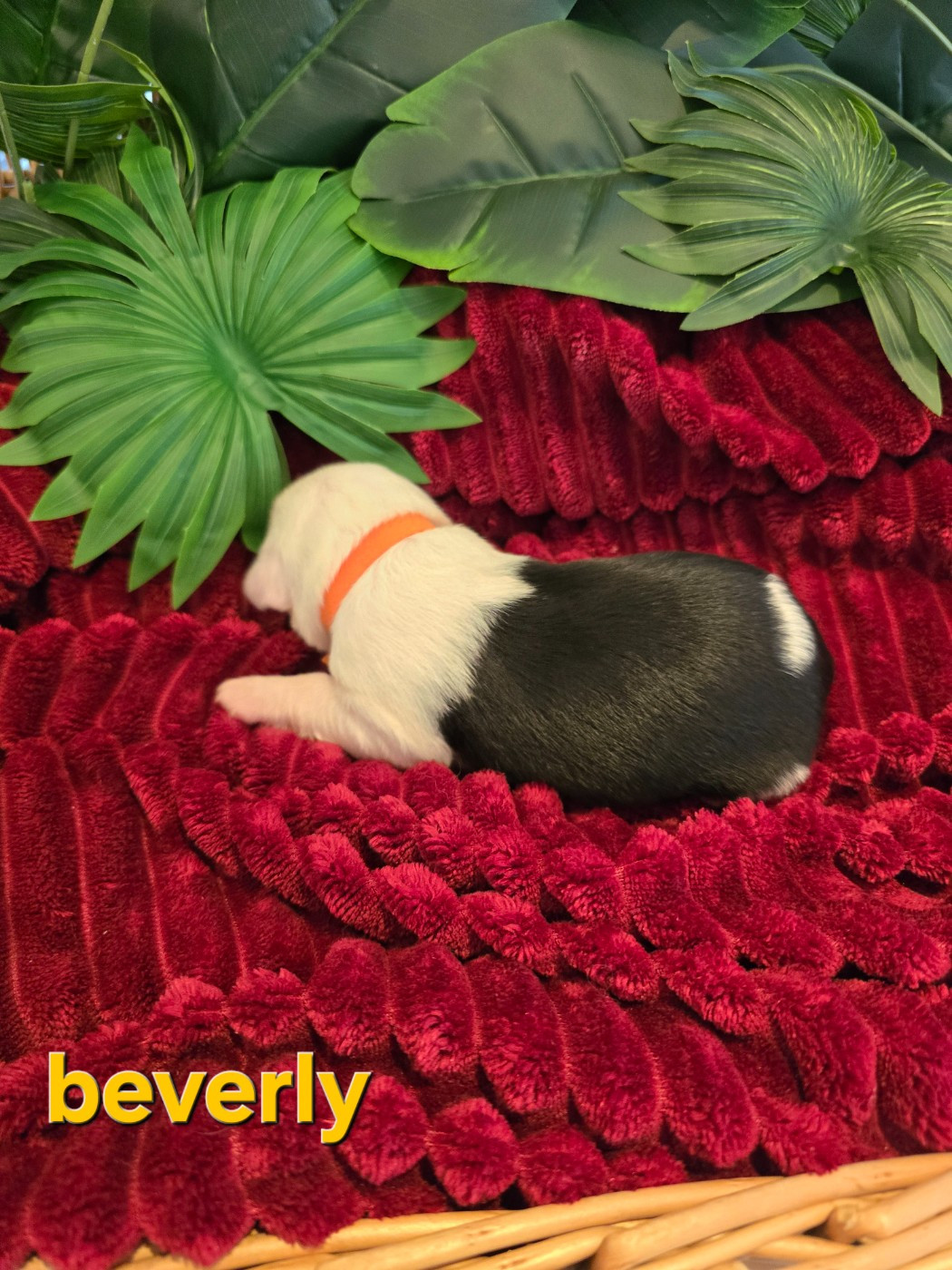 Du Royaume De Plume - Chiots disponibles - Bobtail