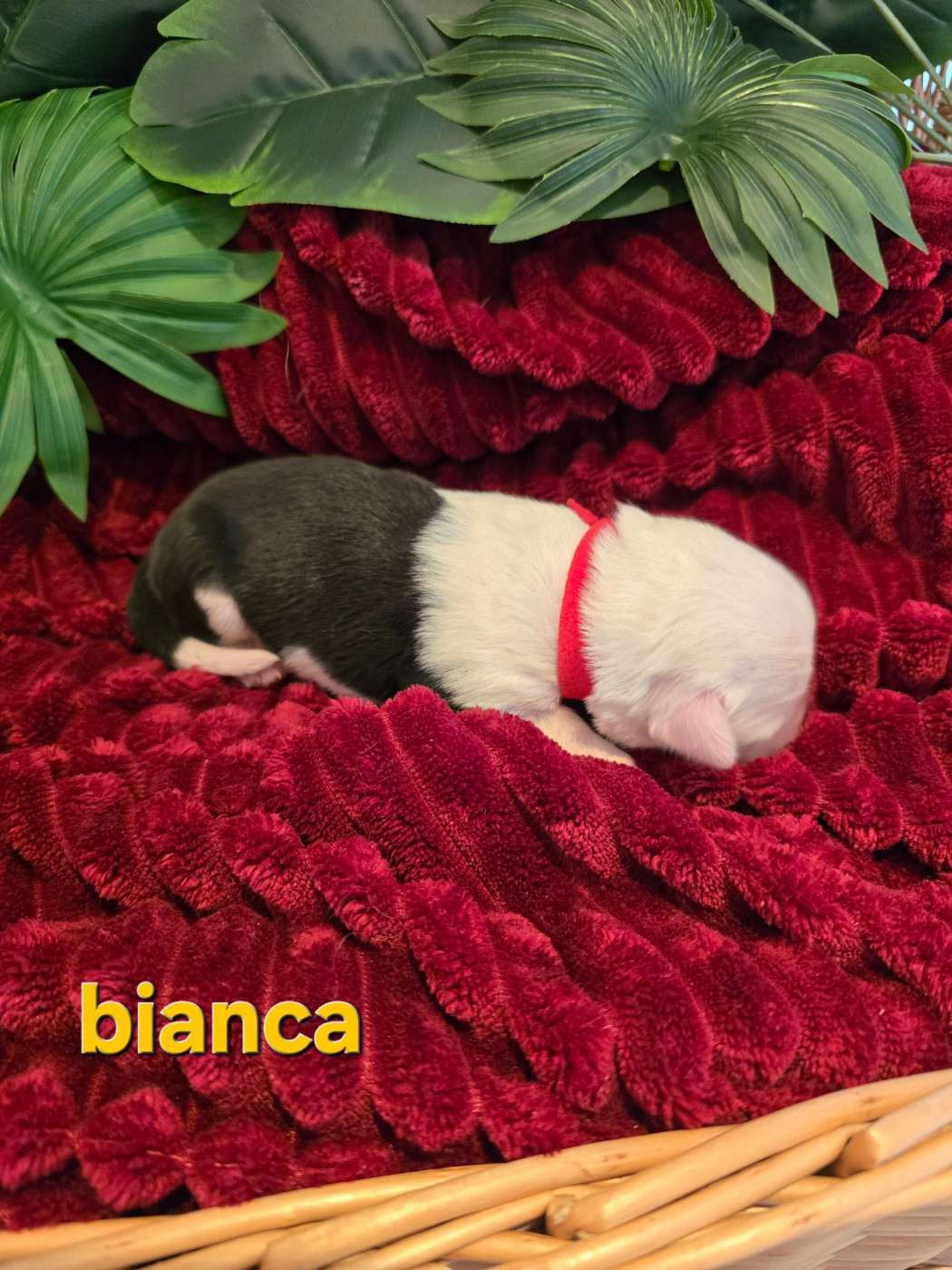 Du Royaume De Plume - Chiots disponibles - Bobtail