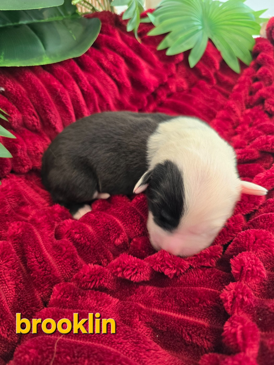 Du Royaume De Plume - Chiots disponibles - Bobtail