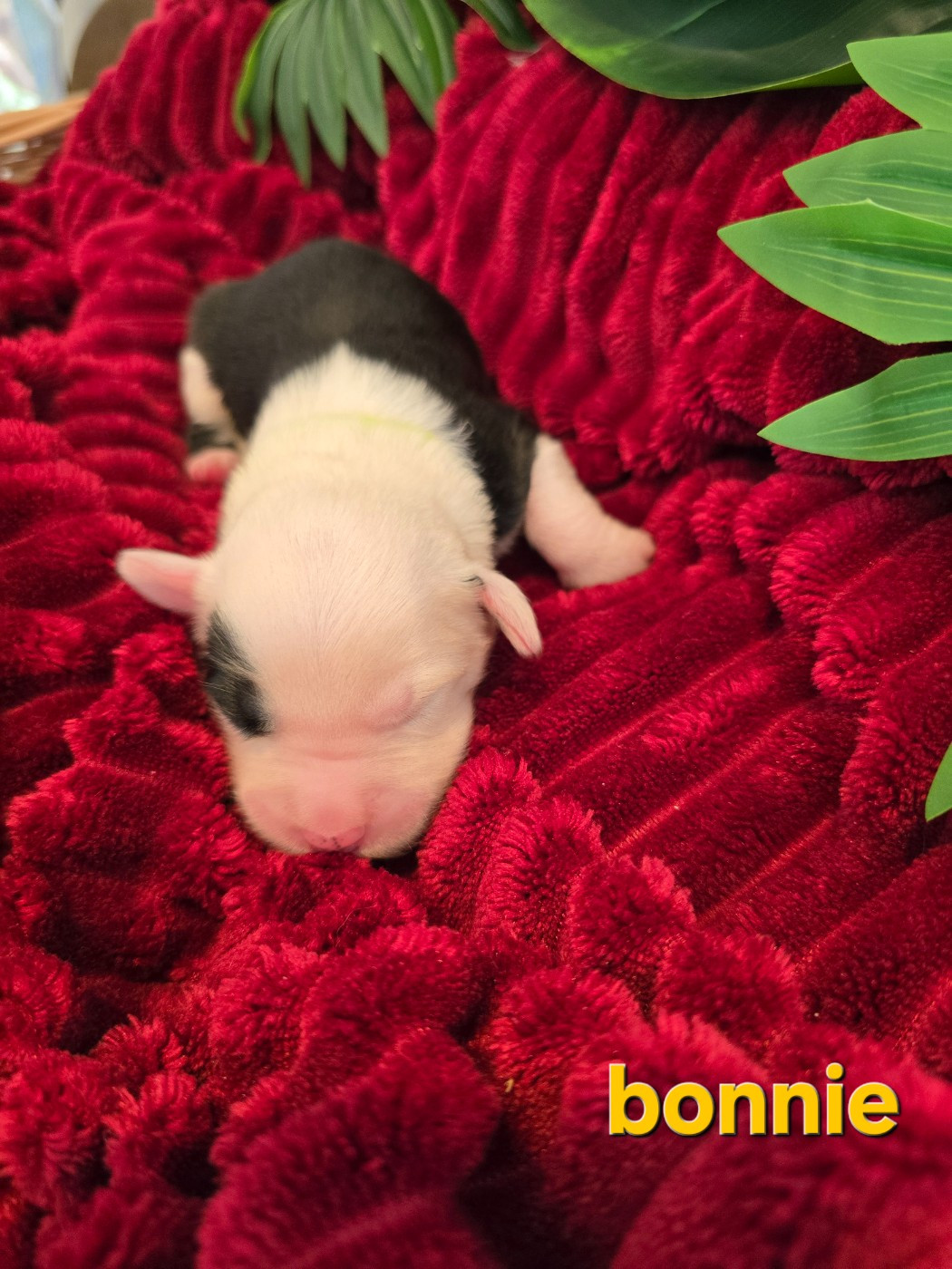 Du Royaume De Plume - Chiots disponibles - Bobtail