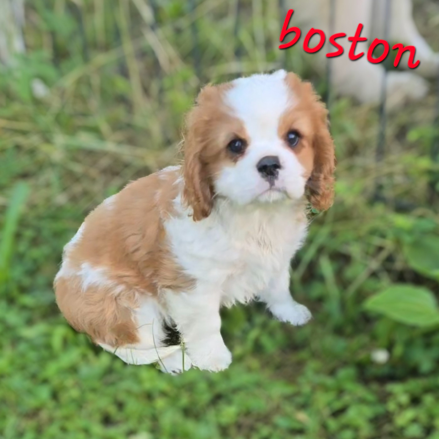 Du Royaume De Plume - Chiots disponibles - Cavalier King Charles Spaniel