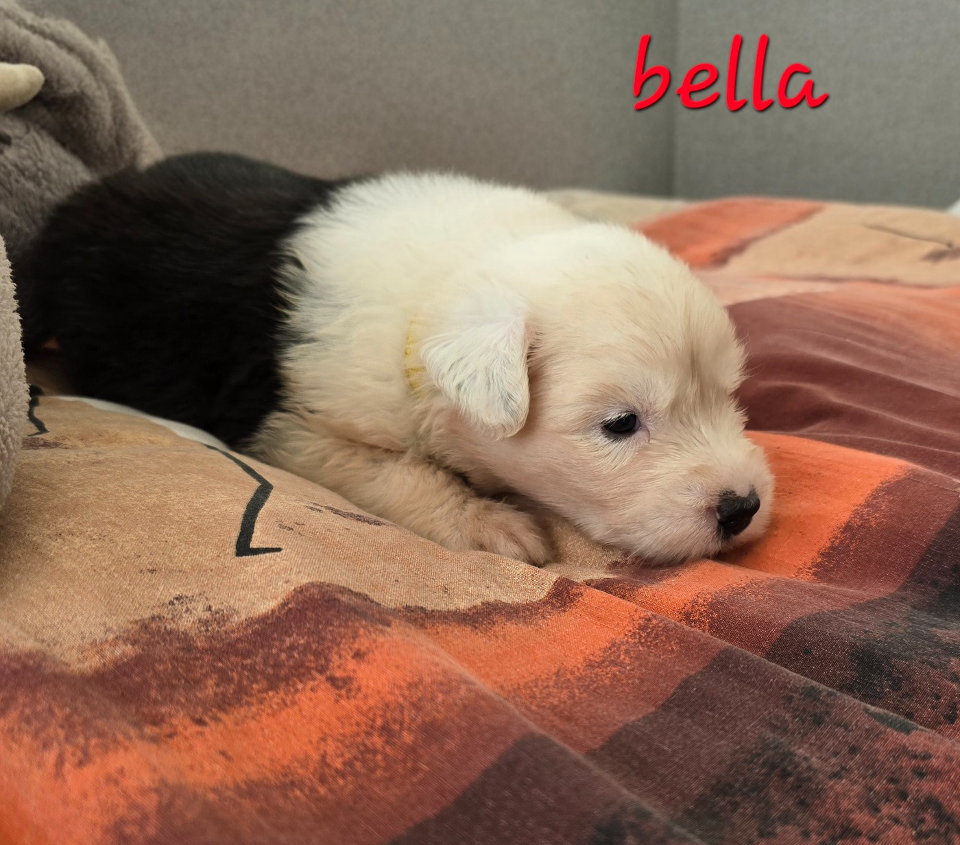 Du Royaume De Plume - Chiots disponibles - Bobtail
