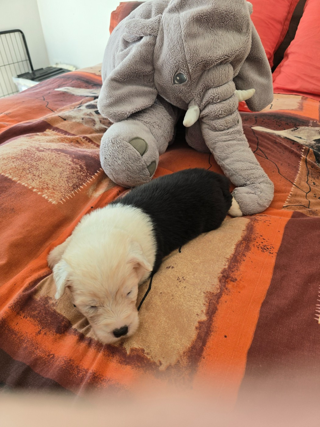 Du Royaume De Plume - Chiots disponibles - Bobtail