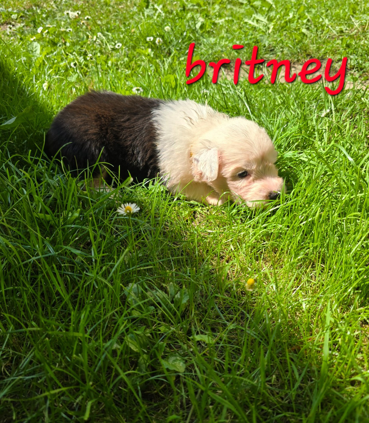 Du Royaume De Plume - Chiots disponibles - Bobtail