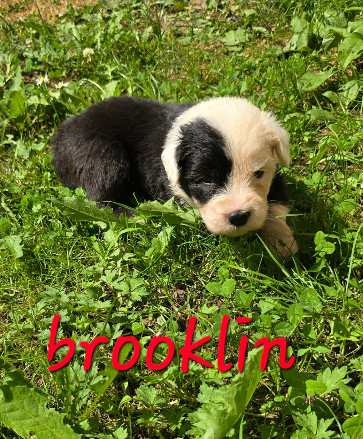 Du Royaume De Plume - Chiots disponibles - Bobtail