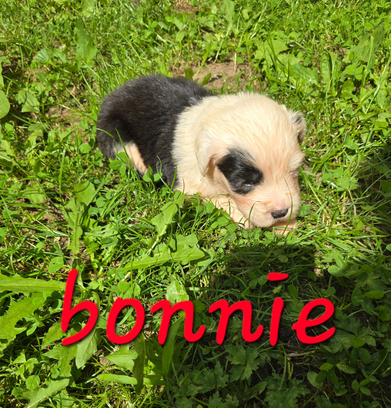 Du Royaume De Plume - Chiots disponibles - Bobtail