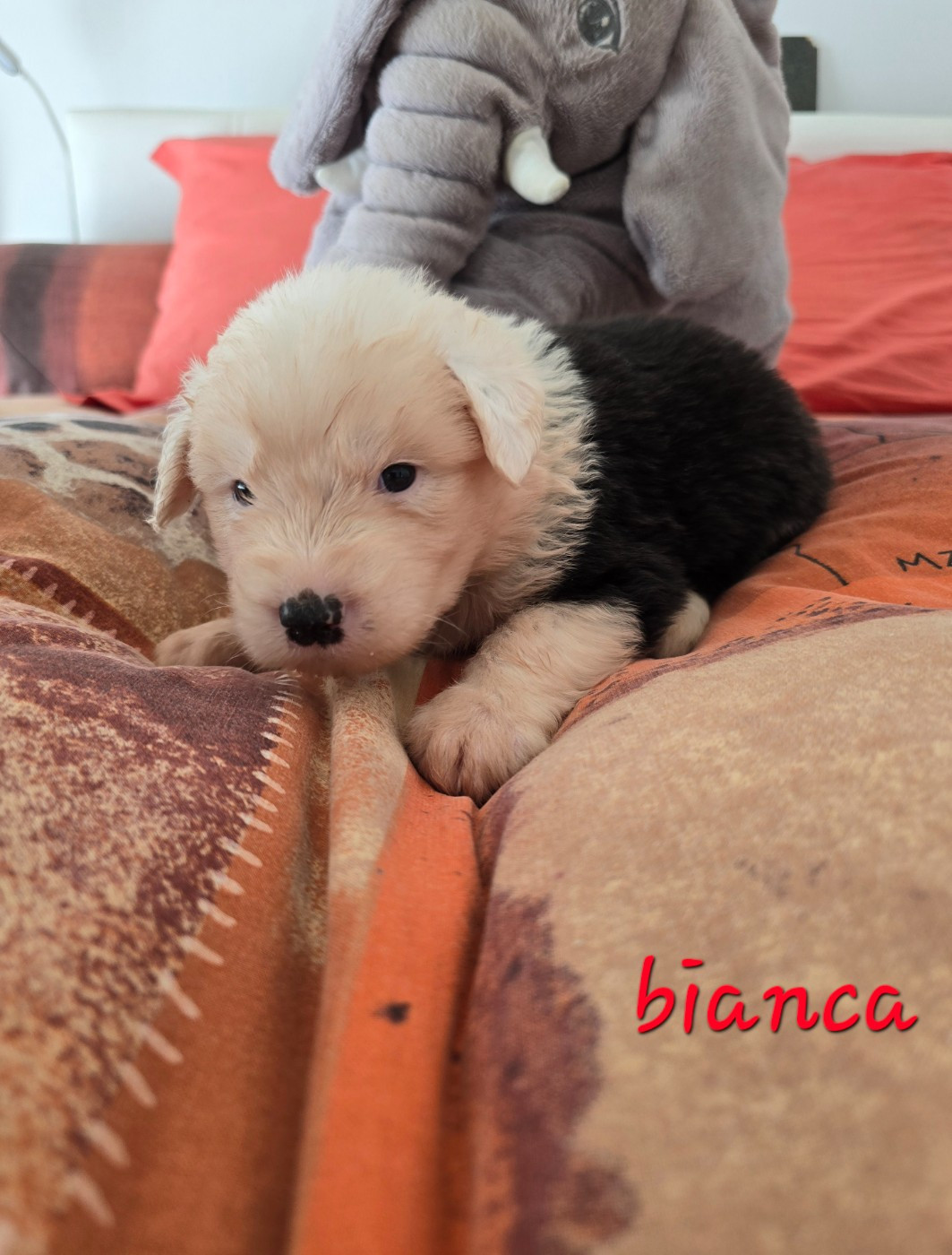 Du Royaume De Plume - Chiots disponibles - Bobtail