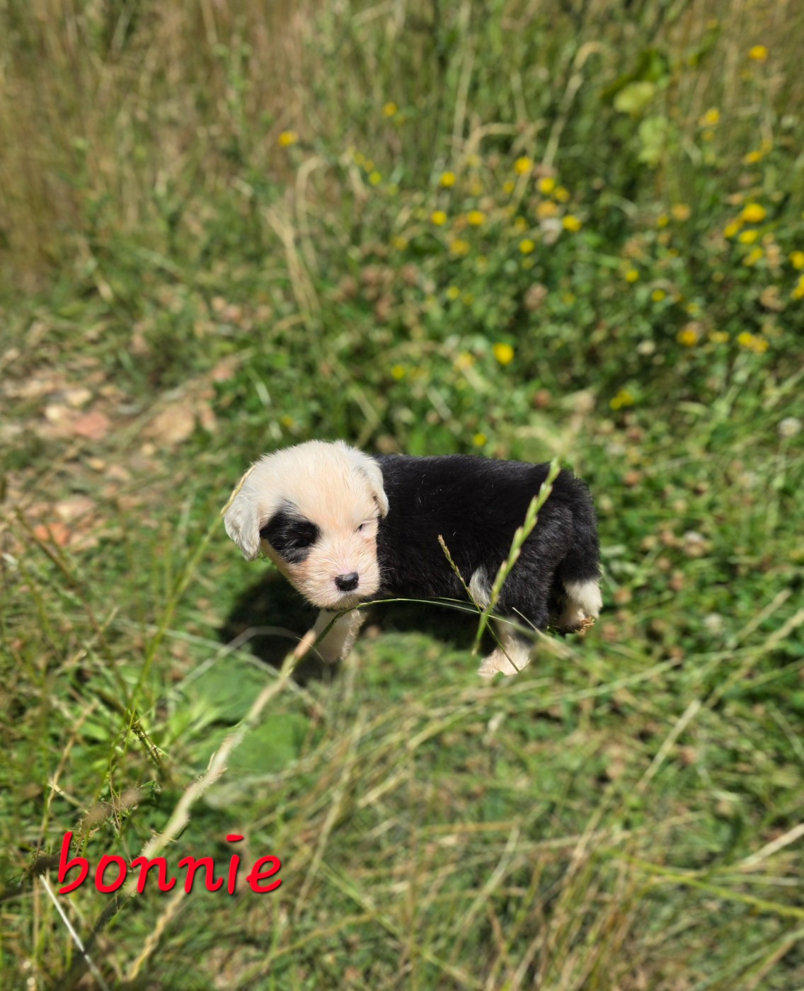Du Royaume De Plume - Chiots disponibles - Bobtail