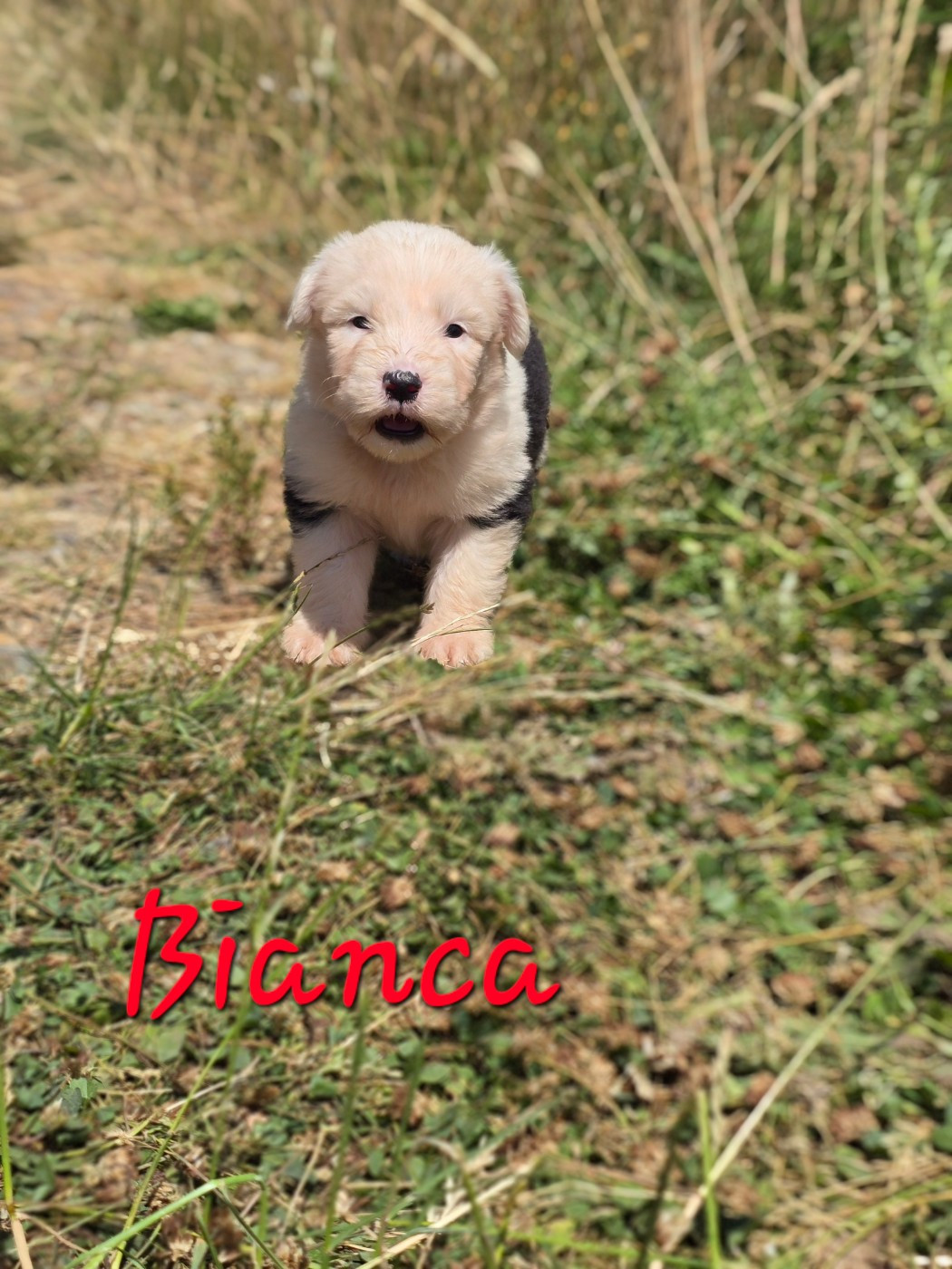 Du Royaume De Plume - Chiots disponibles - Bobtail