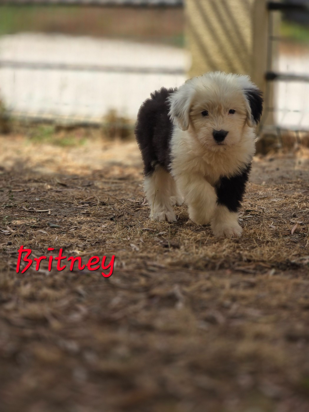 Du Royaume De Plume - Chiots disponibles - Bobtail
