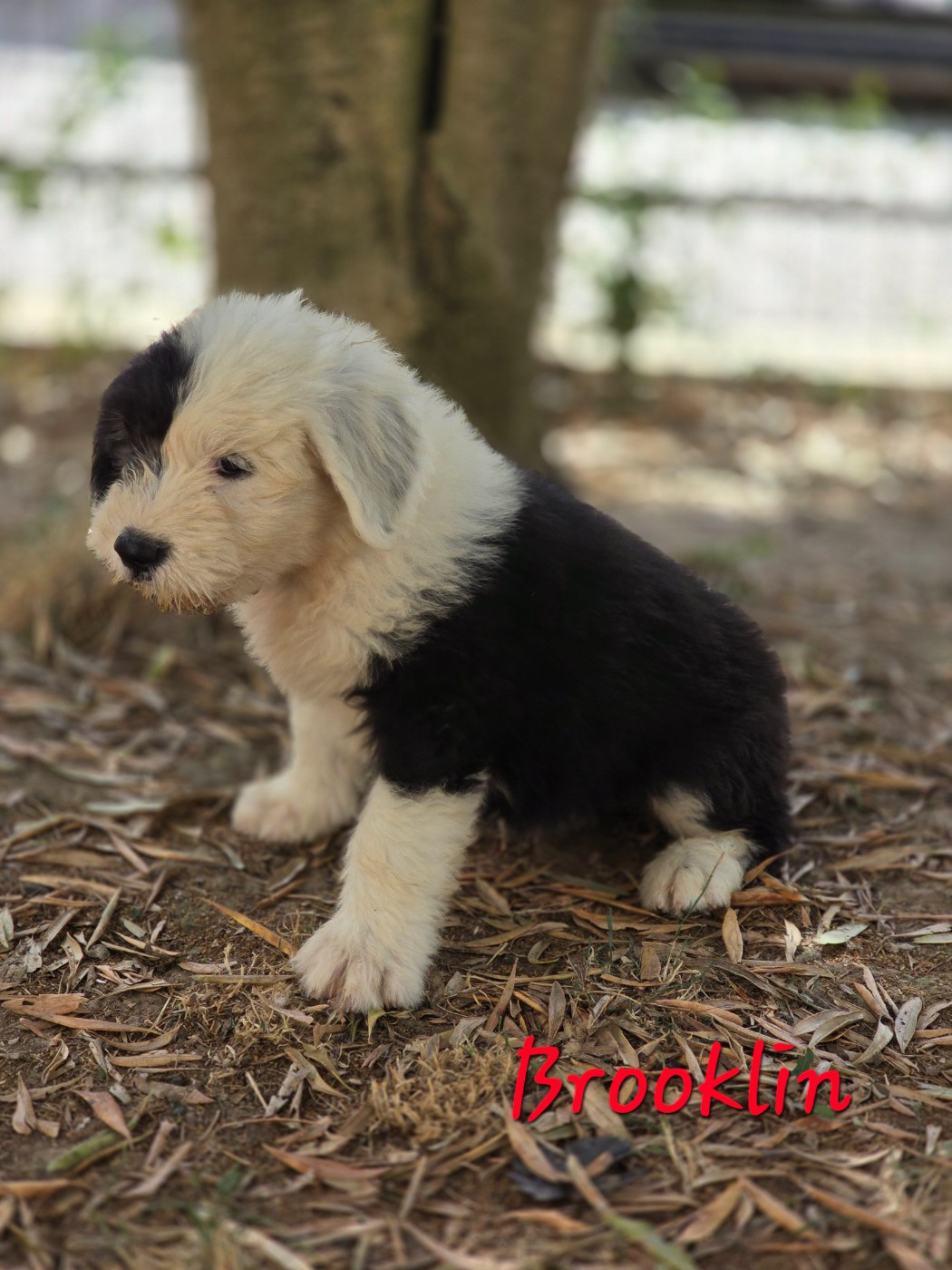 Du Royaume De Plume - Chiots disponibles - Bobtail