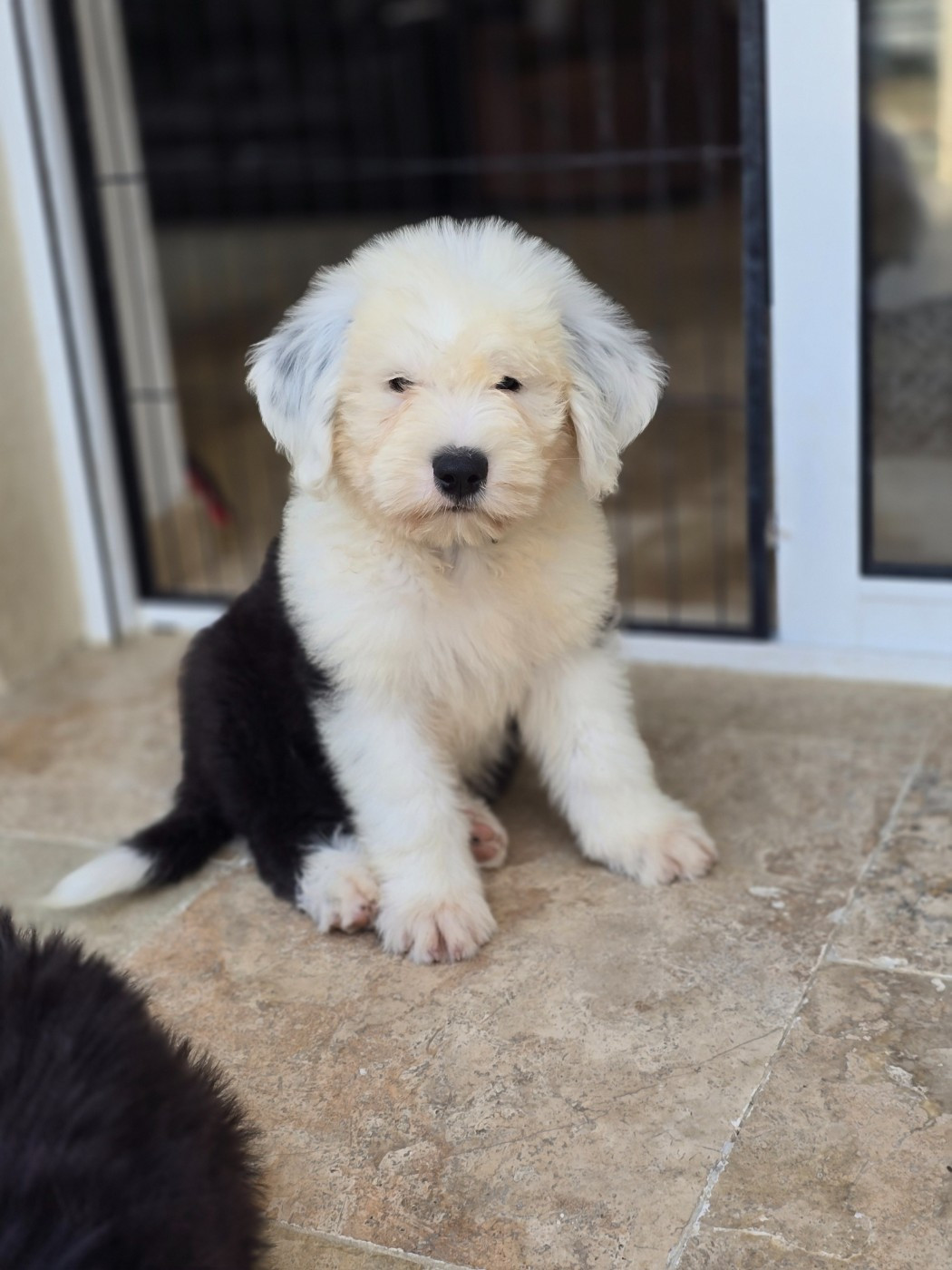 Du Royaume De Plume - Chiots disponibles - Bobtail