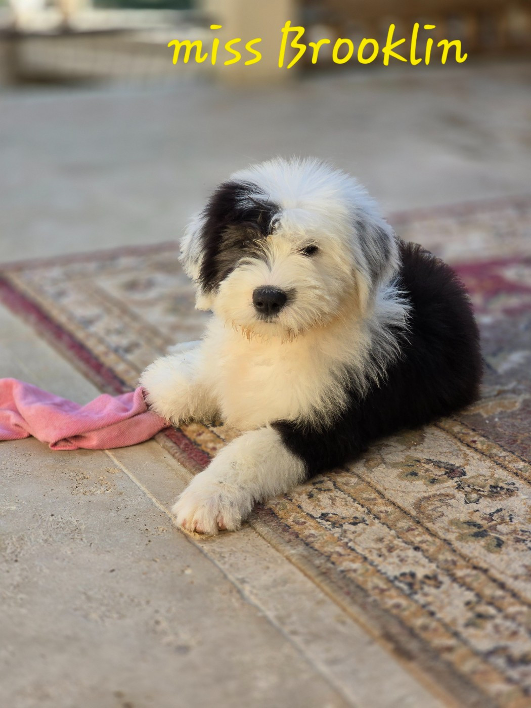 Du Royaume De Plume - Chiots disponibles - Bobtail