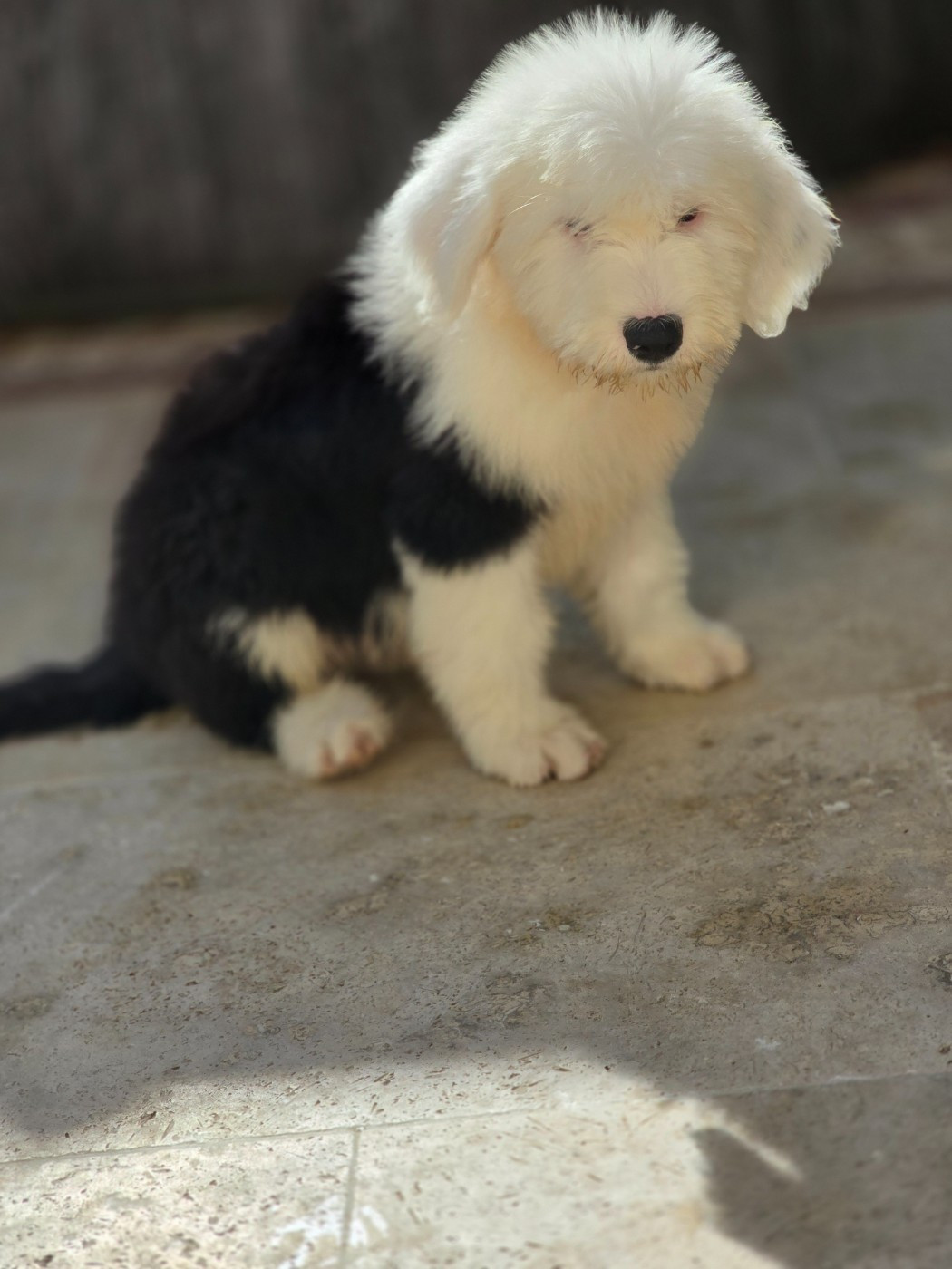 Du Royaume De Plume - Chiots disponibles - Bobtail