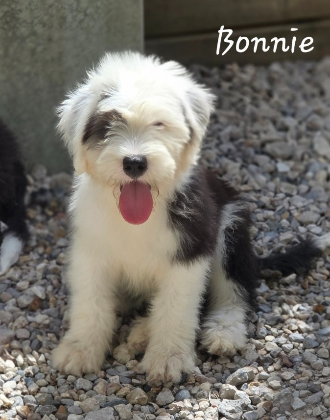 Du Royaume De Plume - Chiots disponibles - Bobtail