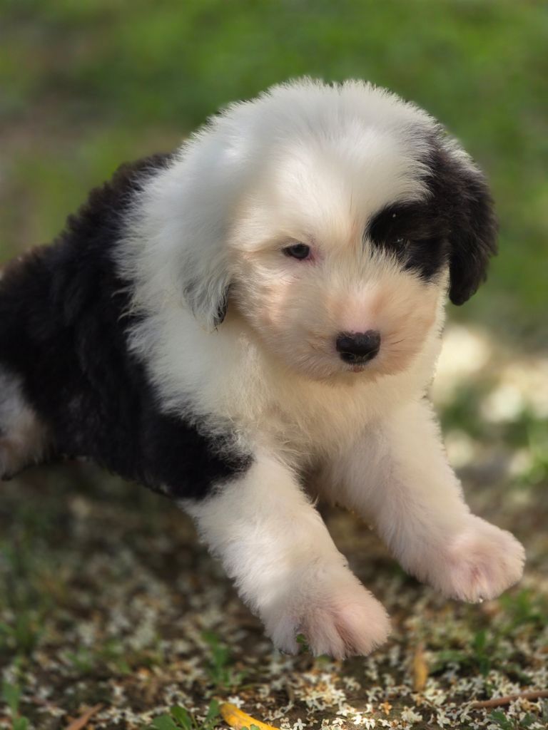 Du Royaume De Plume - Chiots disponibles - Bobtail