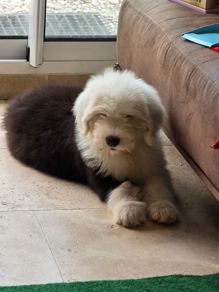 Du Royaume De Plume - Chiots disponibles - Bobtail