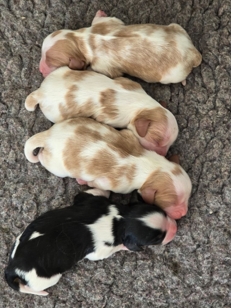 Du Royaume De Plume - Chiots disponibles - Cavalier King Charles Spaniel