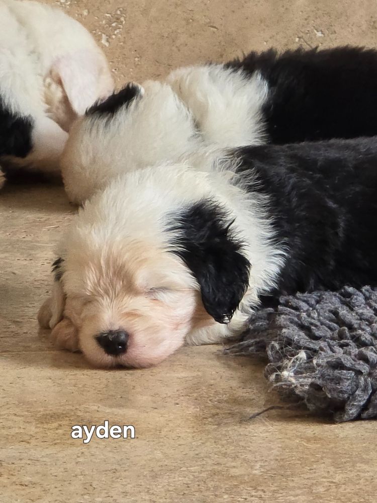 Du Royaume De Plume - Chiots disponibles - Bobtail