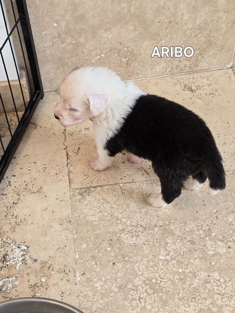 Du Royaume De Plume - Chiots disponibles - Bobtail