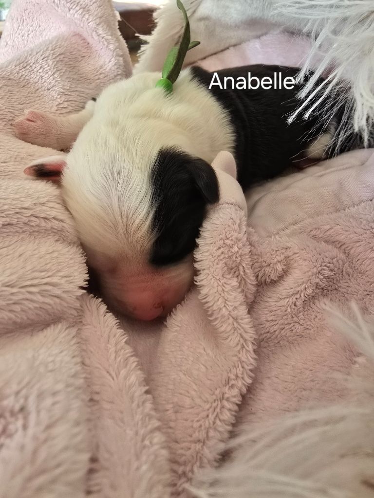 Du Royaume De Plume - Chiots disponibles - Bobtail