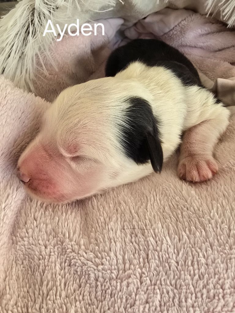 Du Royaume De Plume - Chiots disponibles - Bobtail