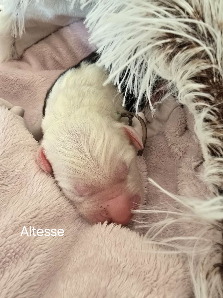Du Royaume De Plume - Chiots disponibles - Bobtail