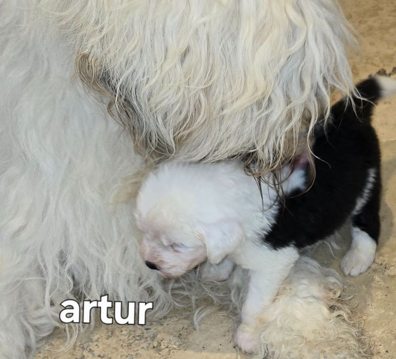 Du Royaume De Plume - Chiots disponibles - Bobtail