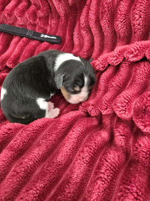 BELLA