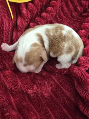 BIJOUX
